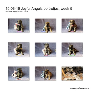 Portretjes van week 5 alweer, de pups zijn nu 4 weken oud